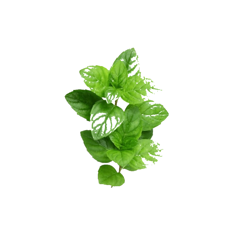 Menthe Fraîche