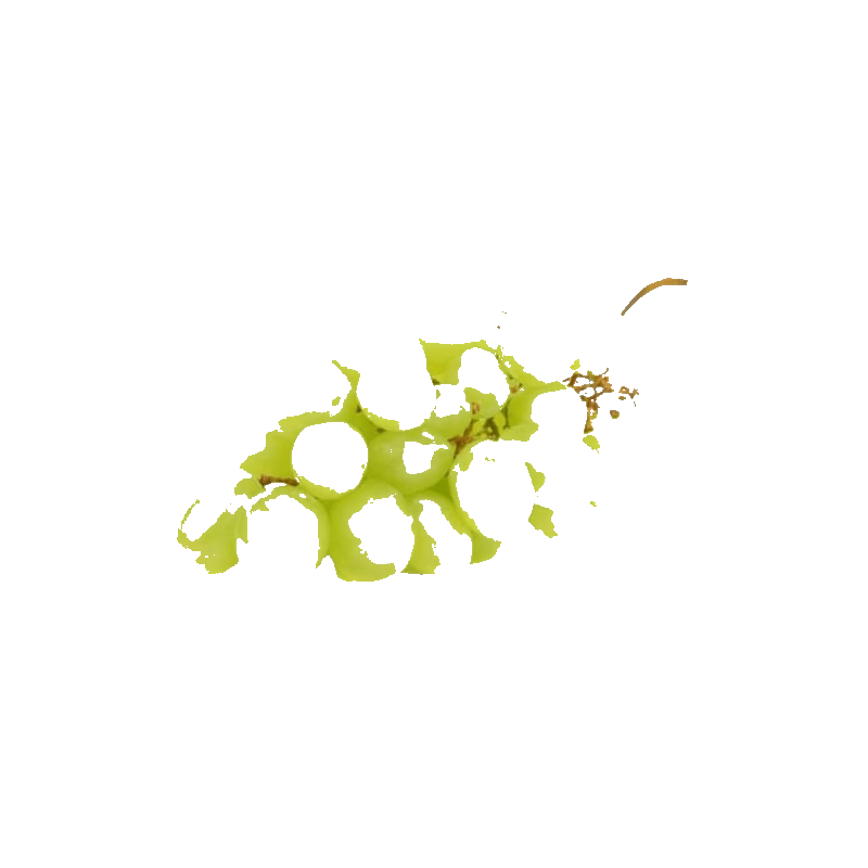 Raisin Blanc