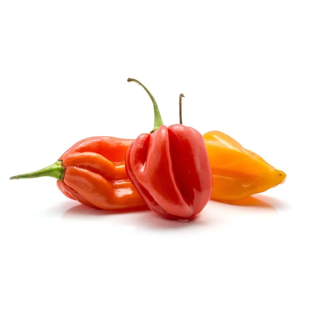 Piment Antillais