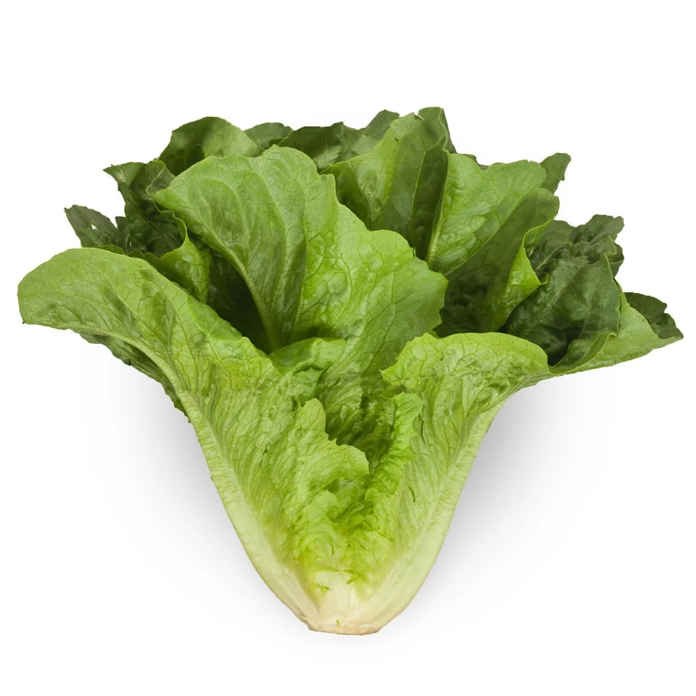 Salade Romaine