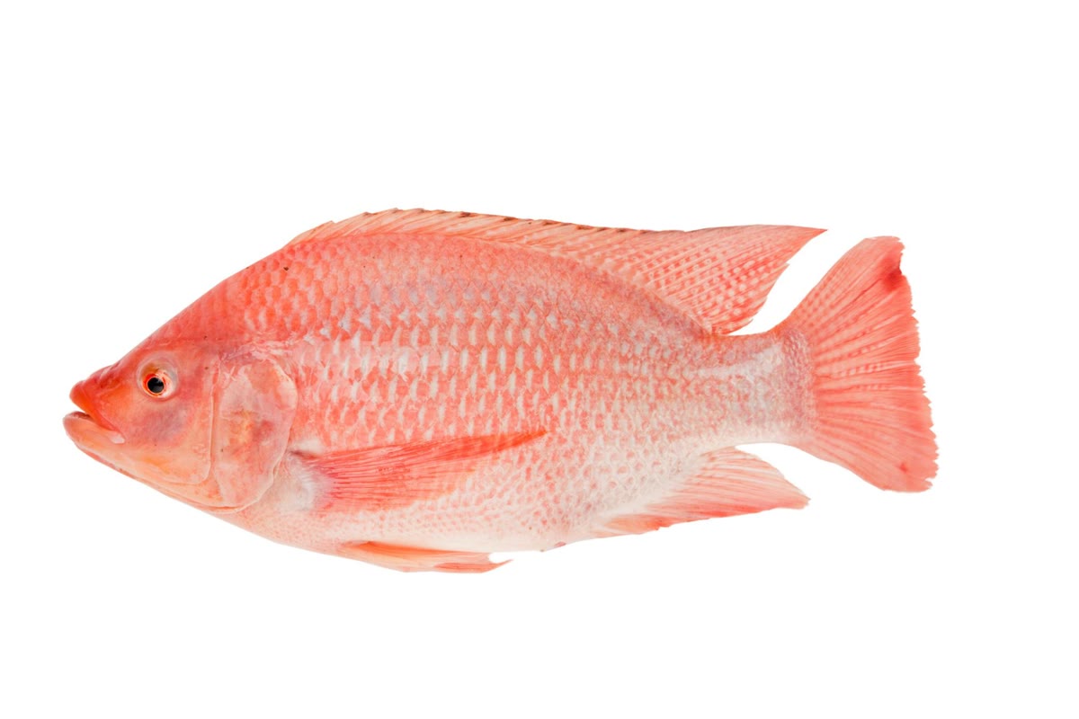 Tilapia Gratte&vide 600/800G