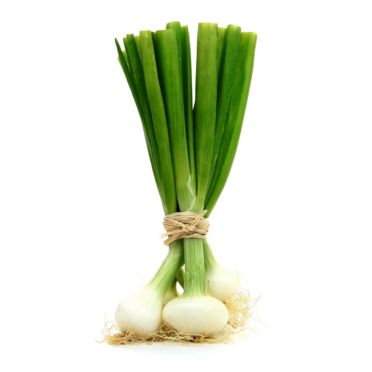 Oignon Botte