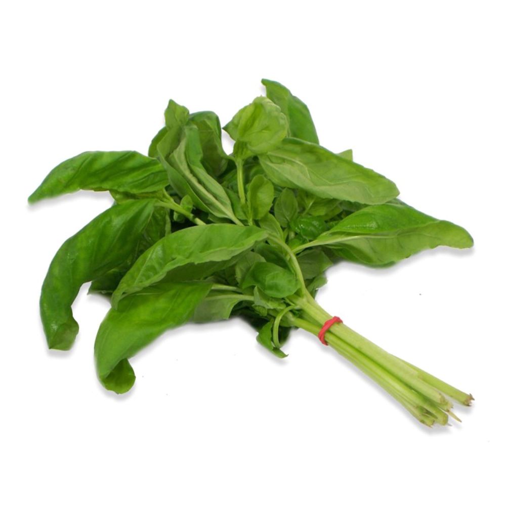 Basilic