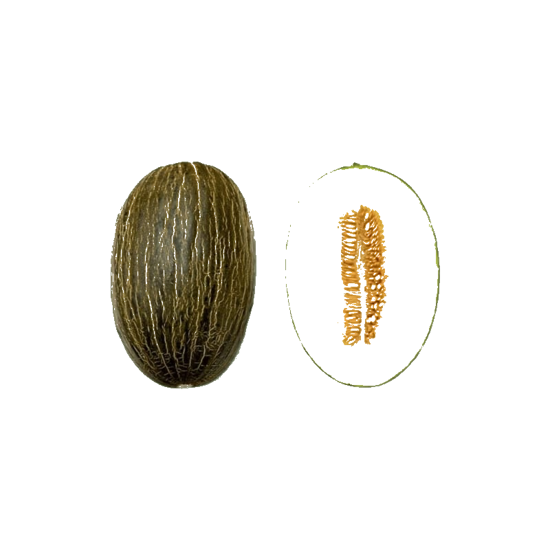 Melon Vert
