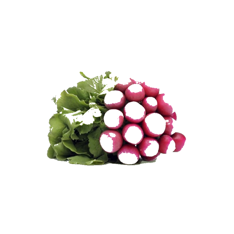Radis Rose Botte